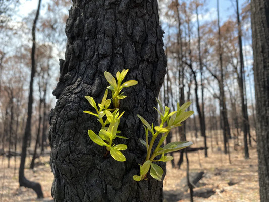 Bush Fire Readiness For Hunters Hill: Your Practical Guide